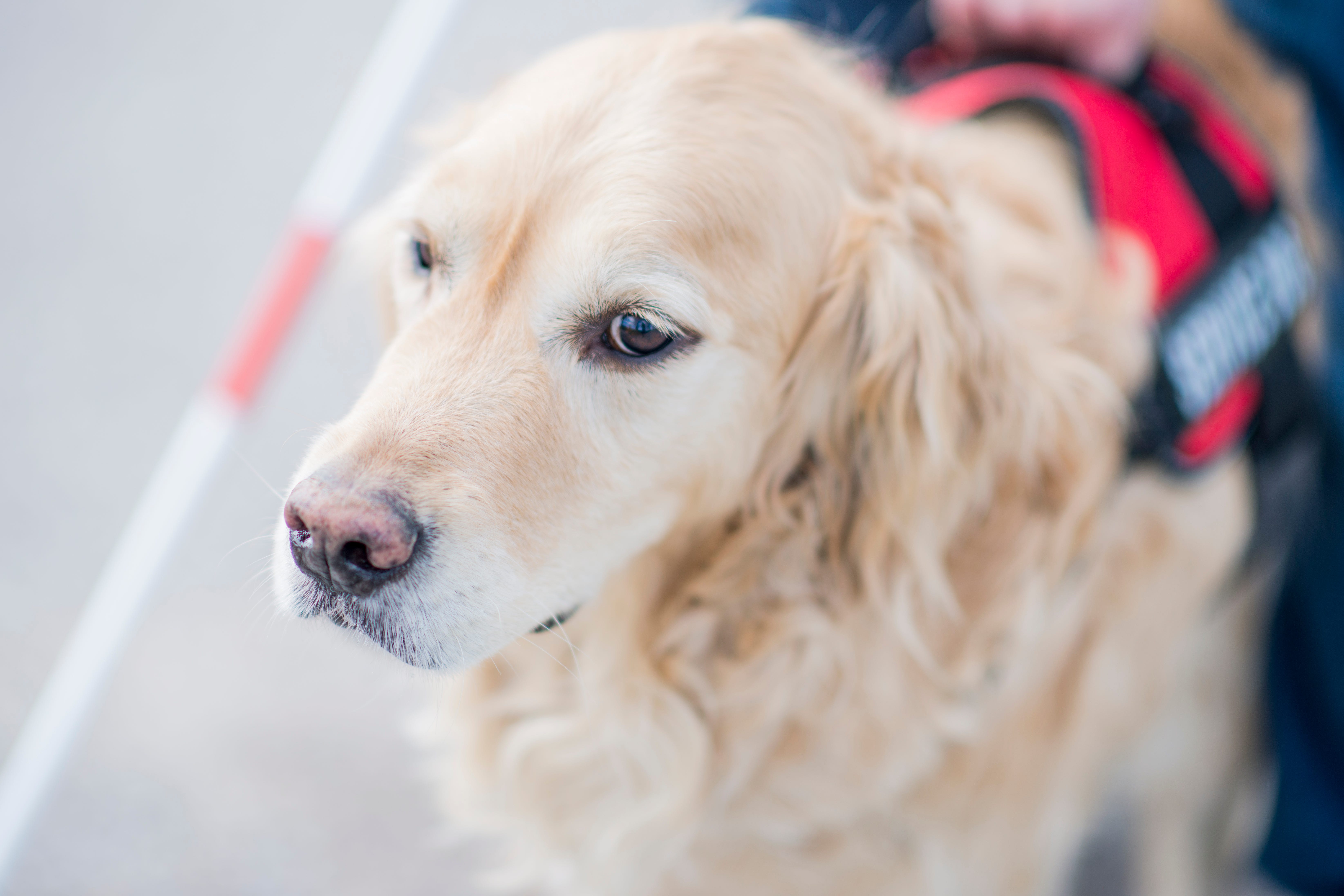How To Spot Fake Service Dog Id